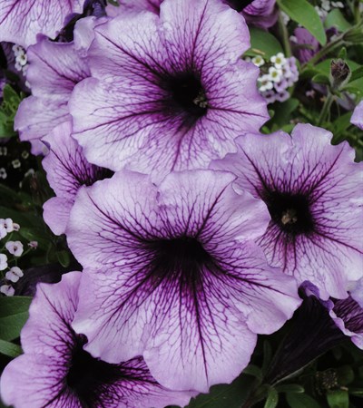 Petunia Supertunia® Bordeaux™